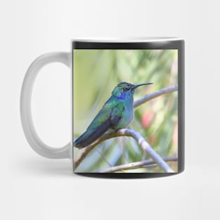 Green Violetear Hummingbird Mug